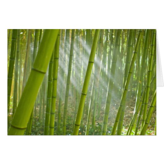 Morning sunlight filtering through bamboo cards (Front Horizontal)