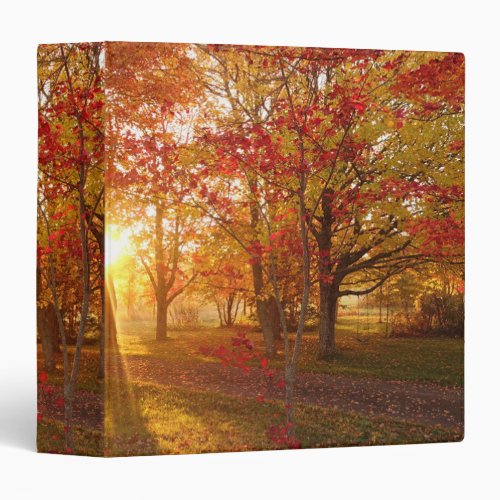Morning sunlight through fall red maple woods 3 ring binder
