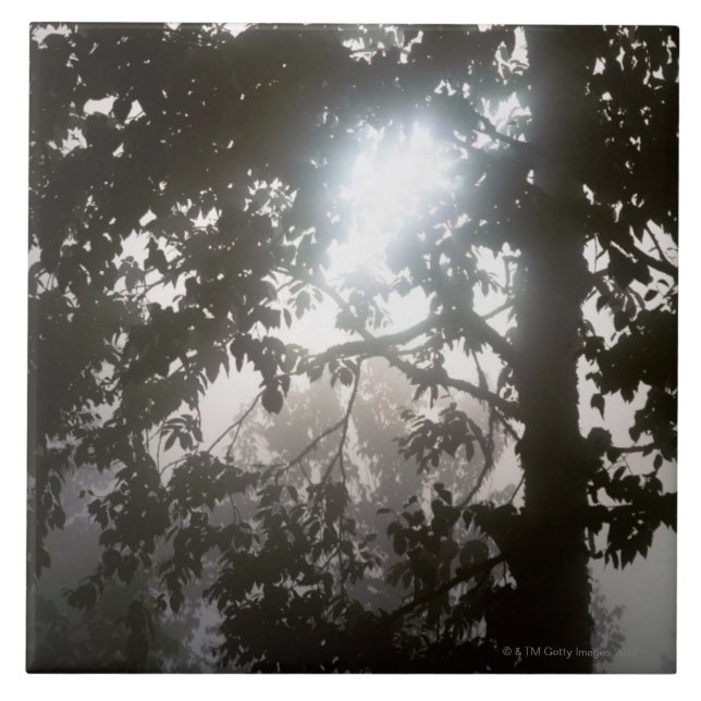 Morning sunlight through foliage of jungle ceramic tile (Front)