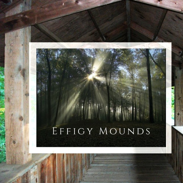 Morning Sunlight through Trees, Effigy Mounds, IA Postcard (Creator Uploaded)