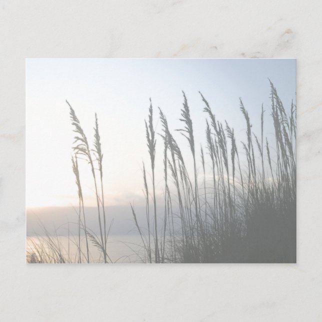 Morning Whisper Postcard (Front)