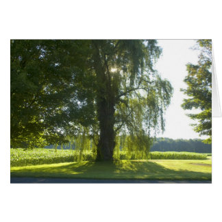 Morning Willow - Start the Day off Bright Sunlight