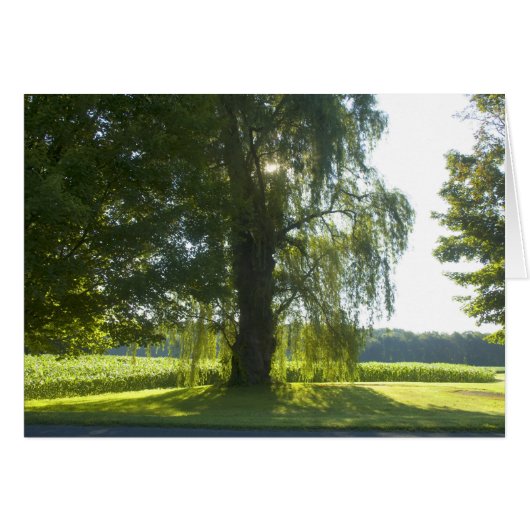Morning Willow - Start the Day off Bright Sunlight Cards (Front Horizontal)