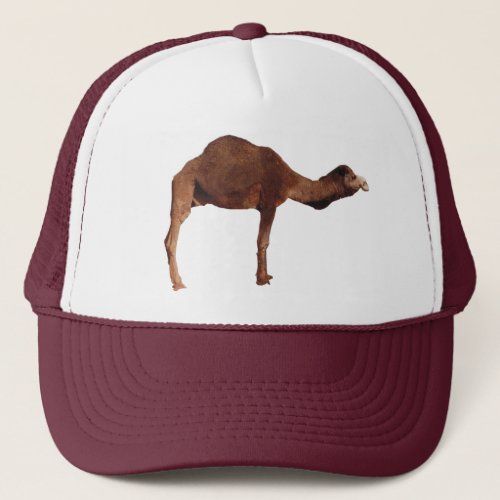 Moroccan Camel Hat