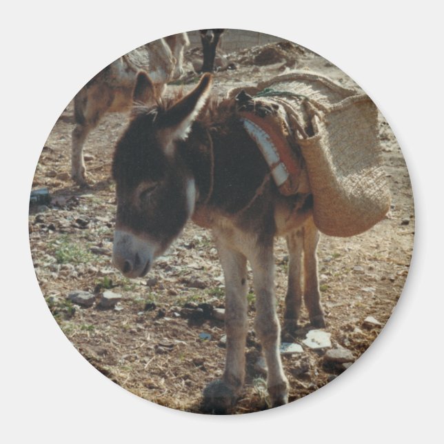 Moroccan Mule Magnet (Front)