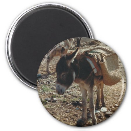 Moroccan Mule Magnet