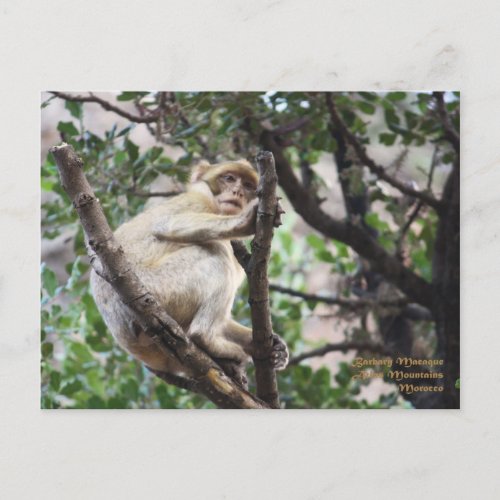Morocco_Barbary Macaque Postcard