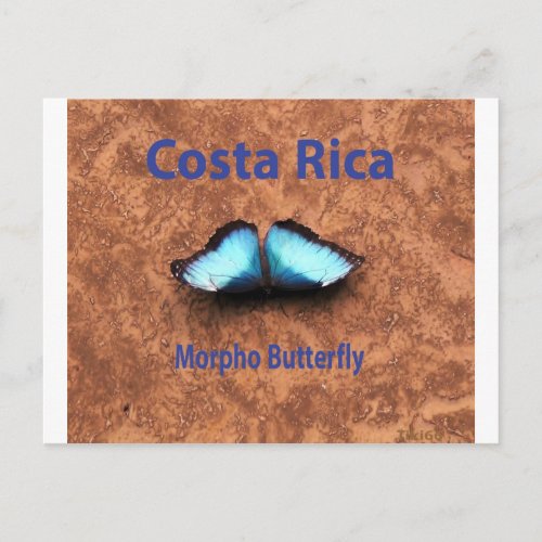 Morpho butterfly Costa Rica Postcard