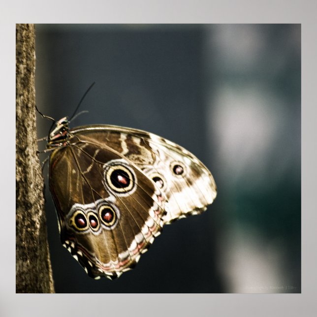 Morpho peleides Print (Front)