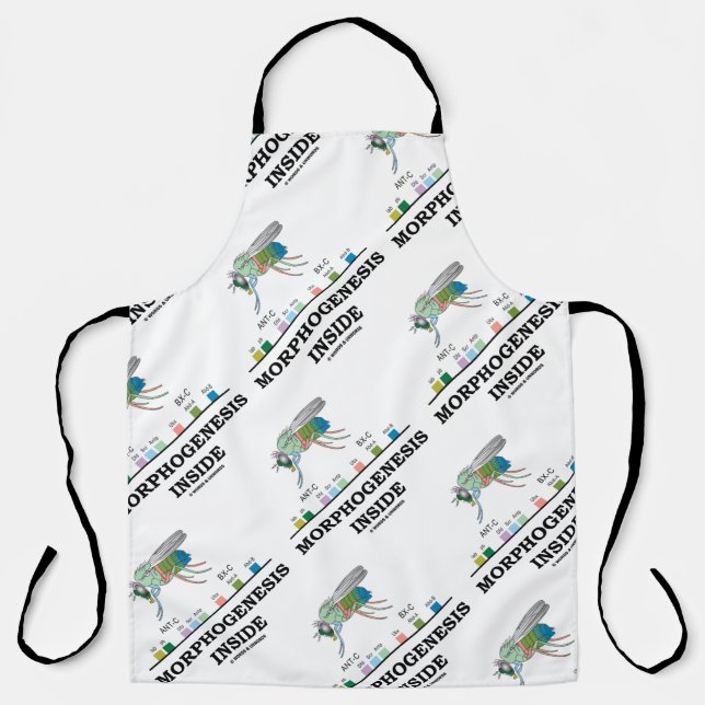 Morphogenesis Inside Drosophila Fruit Fly Genes Apron (Front)
