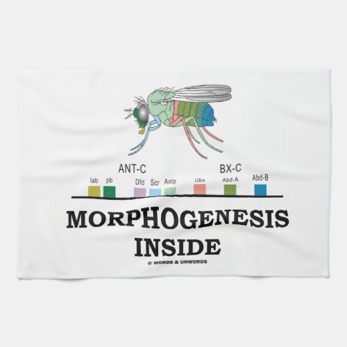 Morphogenesis Inside Drosophila Fruit Fly Genes Kitchen Towel