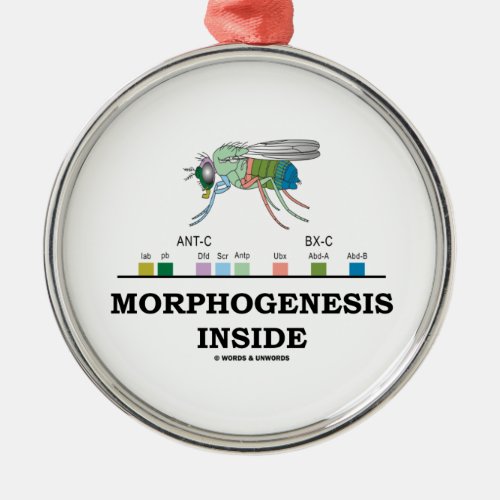 Morphogenesis Inside Drosophila Fruit Fly Genes Metal Ornament