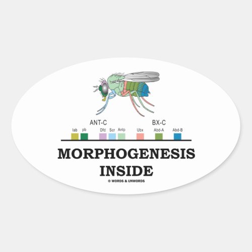 Morphogenesis Inside Drosophila Fruit Fly Genes Oval Sticker