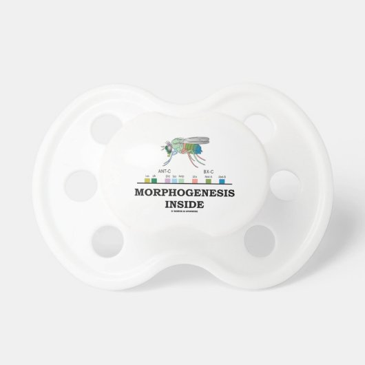 Morphogenesis Inside Drosophila Fruit Fly Genes Pacifier (Front)