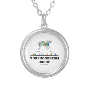 Morphogenesis Inside Drosophila Fruit Fly Genes Silver Plated Necklace