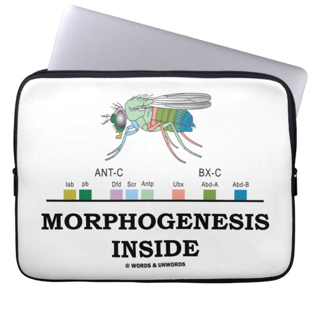 Morphogenesis Inside (Drosophila Homeobox Genes) Laptop Sleeve (Front)