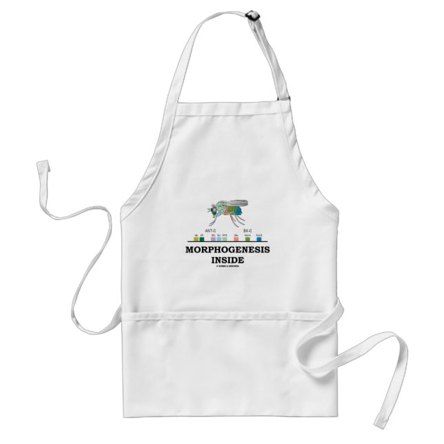 Morphogenesis Inside (Fruit Fly Drosophila Genes) Adult Apron (Front)