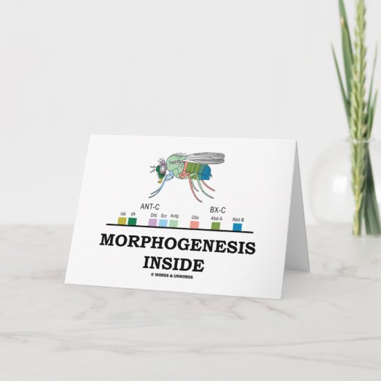 Morphogenesis Inside (Fruit Fly Drosophila Genes) Card