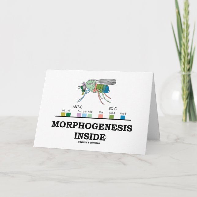 Morphogenesis Inside (Fruit Fly Drosophila Genes) Card (Front)