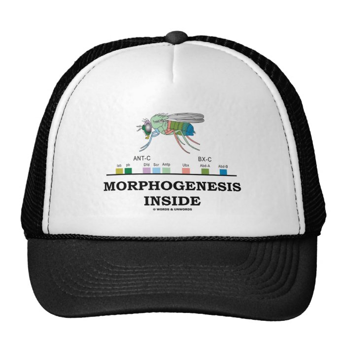 Morphogenesis Inside (Fruit Fly Drosophila Genes) Mesh Hats