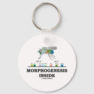 Morphogenesis Inside (Fruit Fly Drosophila Genes) Keychain