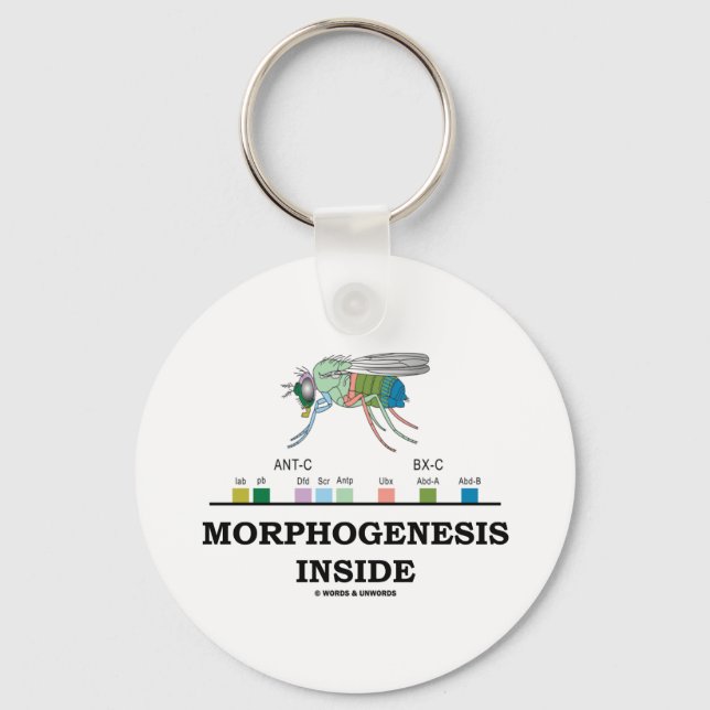 Morphogenesis Inside (Fruit Fly Drosophila Genes) Keychain (Front)