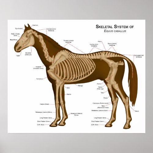 Morphology and Locomotive System of a Horse Poster