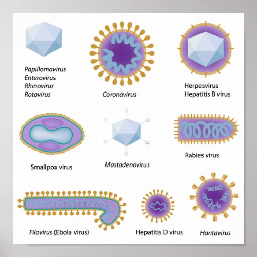 Morphology of common viruses Poster