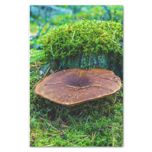 Morrel mushroom green nature grass  tissue paper