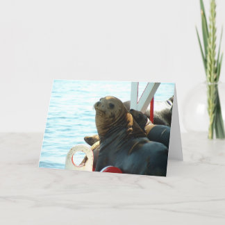 Morro Bay Seal Card