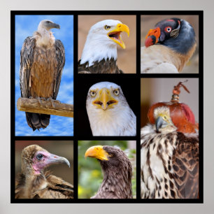 Mosaic photos birds of prey poster