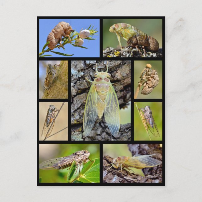 Mosaic photos cicadas postcard (Front)