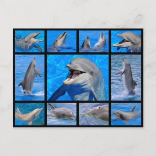 Mosaic photos of dolphins postcard