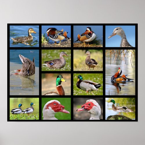 Mosaic photos of ducks poster