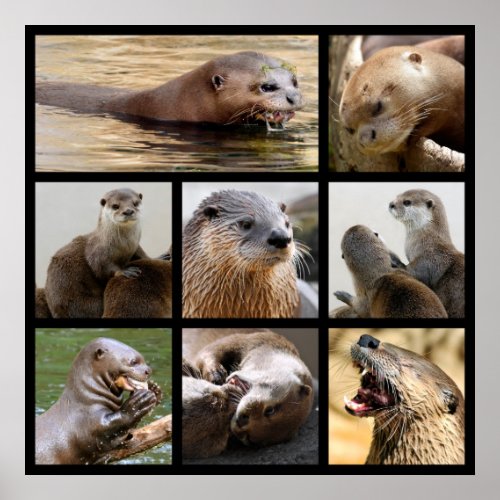 Mosaic photos of otters poster