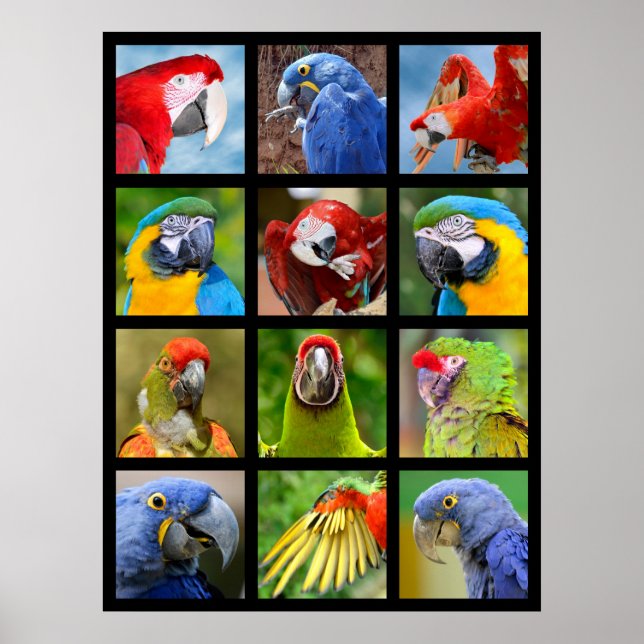 Mosaic photos of parrots poster (Front)