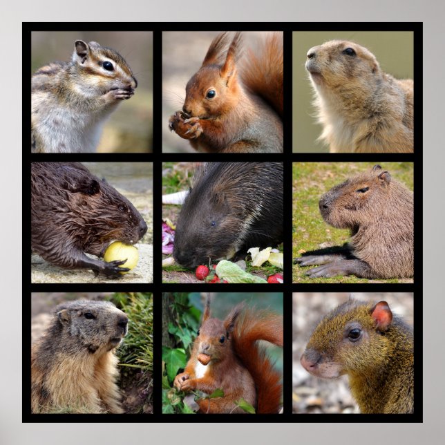 Mosaic photos of rodents poster (Front)