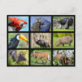 mosaic photos South American animals Postcard