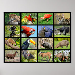 mosaic photos South American animals Poster