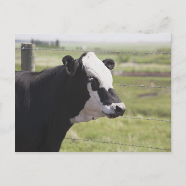 Moseleigh, Alberta, Canada Postcard (Front)