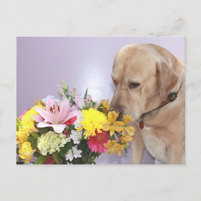 Moses Smells Flowers Postcard (Front)