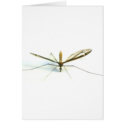 mosquito cards (Front)