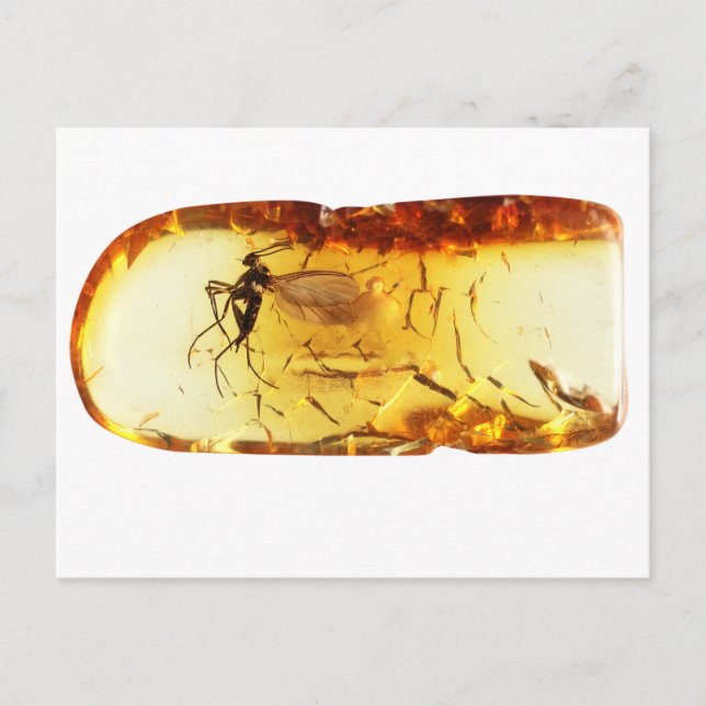 Mosquito inside amber postcard (Front)
