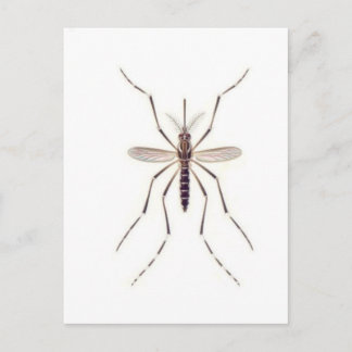 Mosquito  POWER Postcard