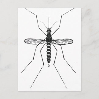 Mosquito Scientific Nomenclature Illustration NICE Postcard
