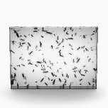 Mosquitoes Acrylic Award<br><div class="desc">Photograph of lots of mosquitoes and flies on white background. Fully customizable design.</div>