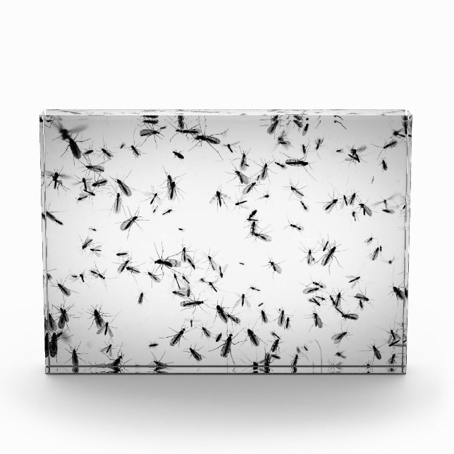 Mosquitoes Acrylic Award (Front)
