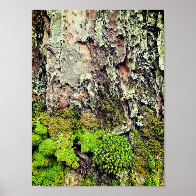 Moss and Bark Nature Photography Poster (Front)