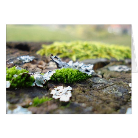 moss cards (Front Horizontal)