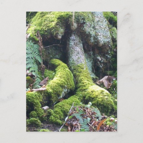 Moss_Covered Huge Tree in West Virginia Woods Postcard